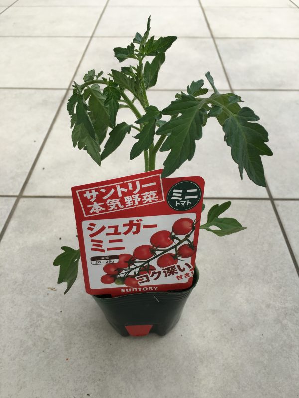 ミニトマト栽培日記 5 3 苗の選び方 Yururira S Interior Blog