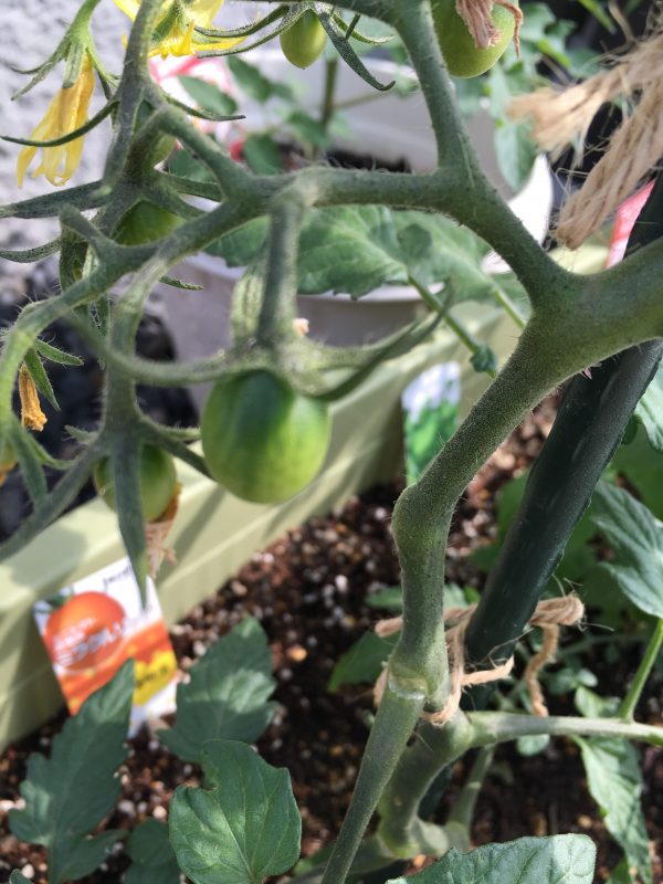ミニトマト栽培日記 5 18 支柱立て 脇芽取り 追肥 Yururira S Interior Blog
