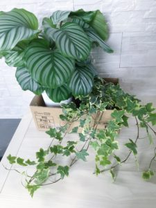 観葉植物　インテリアグリーン