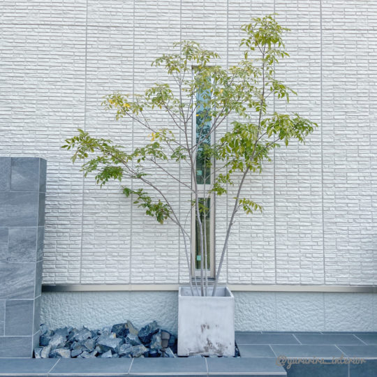 玄関 鉢植え シンボル ツリー