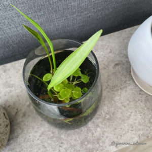 ボトルアクアリウム　水草