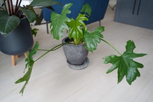 観葉植物　おすすめ