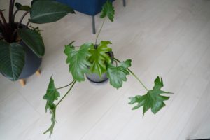 観葉植物　おすすめ