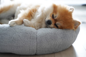 犬のいる暮らし　犬と暮らす