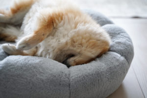 犬のいる暮らし　犬と暮らす