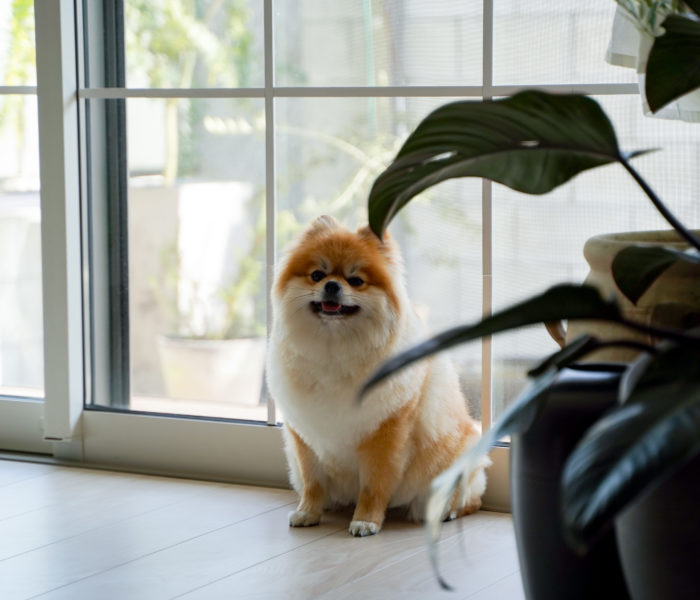 犬のいる暮らし…我が家の愛犬ポンの話