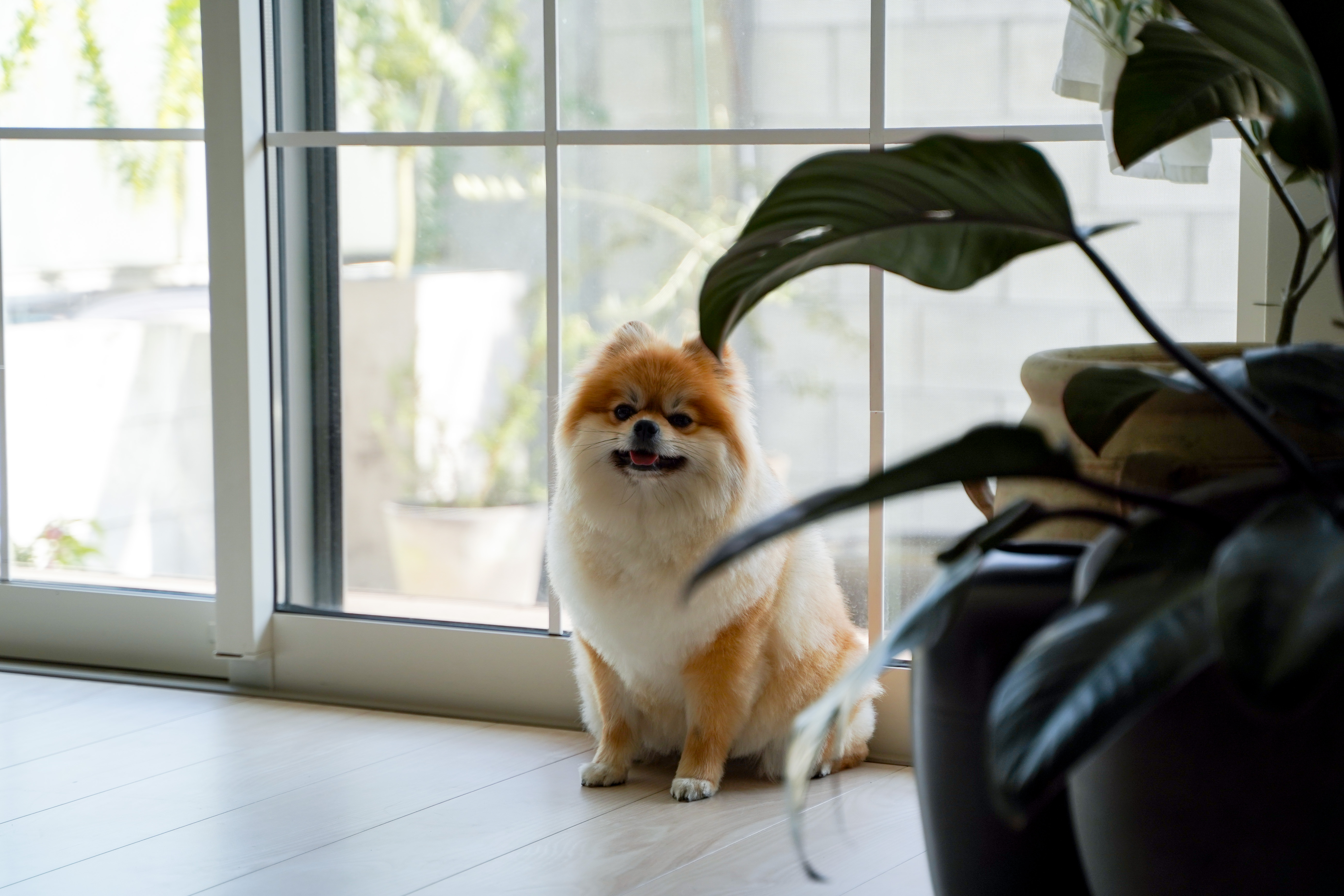 犬のいる暮らし…我が家の愛犬ポンの話